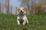 JACK RUSSEL 112